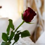 Rose chambre d-hotes romantique - La Parenthese des Capucins